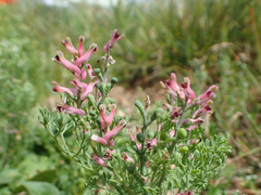 Fumaria vaillantii