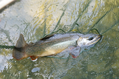 Bull trout (Salvelinus malma) — Salmonidae — 2