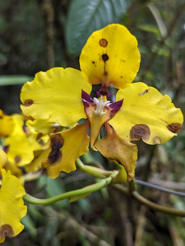 Cyrtochilum macranthum, photograph 2