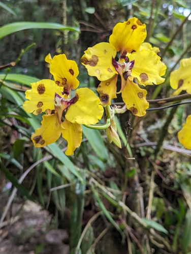Cyrtochilum macranthum, photograph 4
