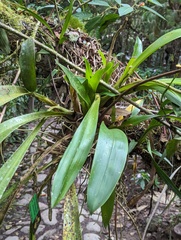 Cyrtochilum macranthum, photograph (c) Zihao Wang, some rights reserved (CC BY)