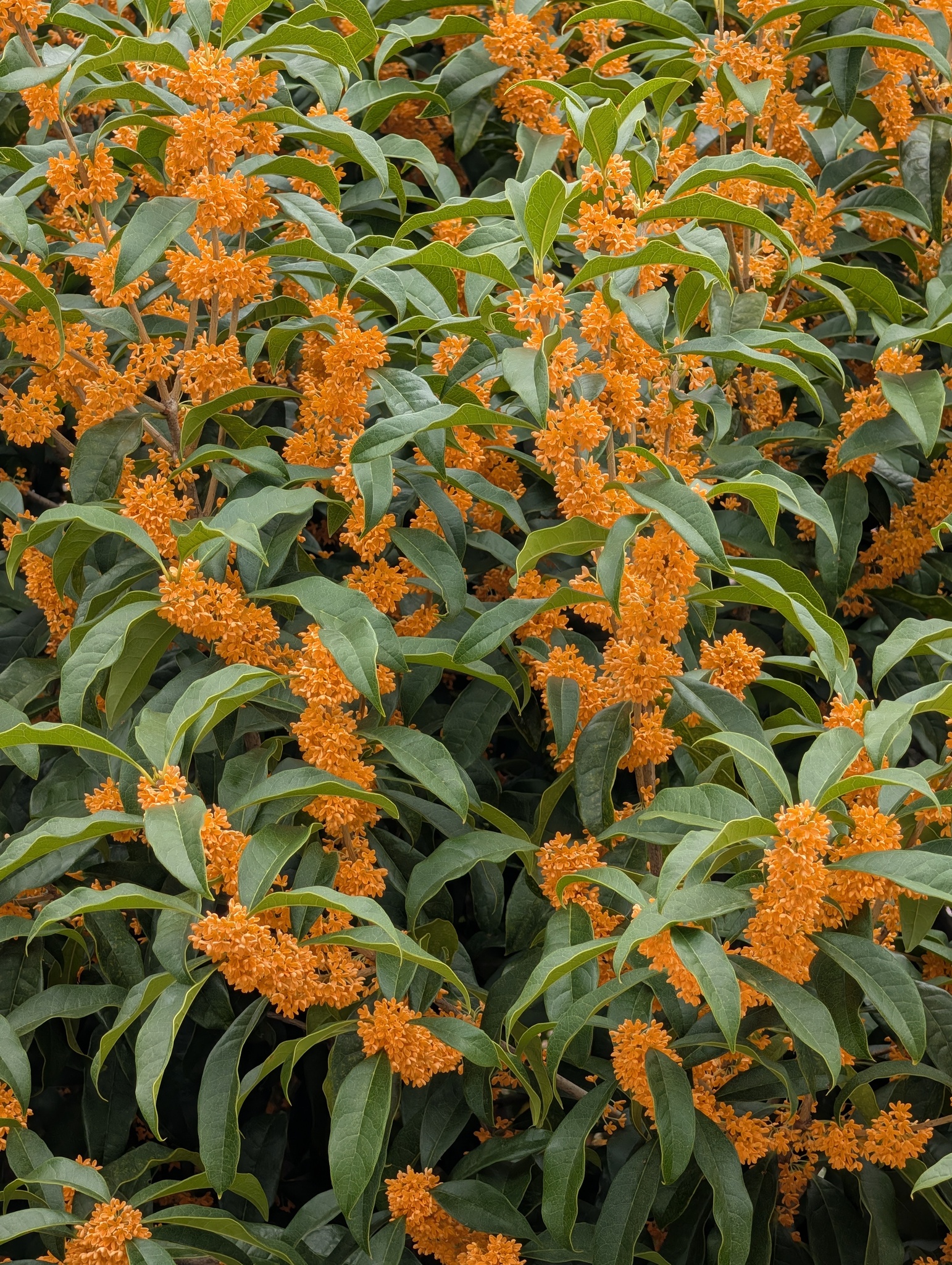 Osmanthus fragrans var. aurantiacus