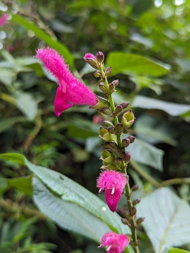 Colombian Hummingbird Sage (Salvia tortuosa)