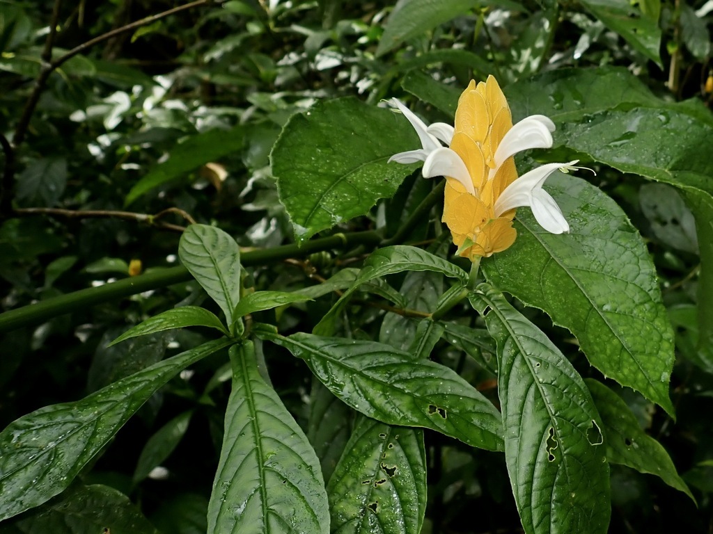 Pachystachys lutea, Asa Wright Nature Centre, Trinidad, Trinidad and Tobago