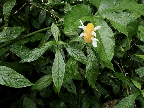 Pachystachys lutea