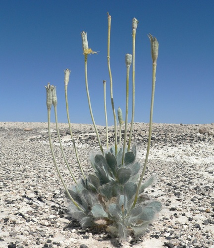 Desert bearpoppy (Arctomecon merriamii)