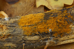 Tomentella bryophila