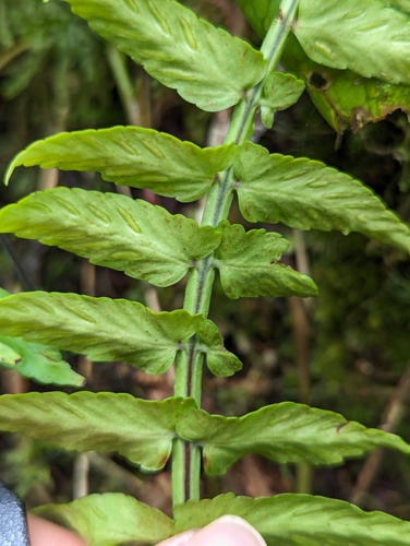 Asplenium alatum, 2024-01-11