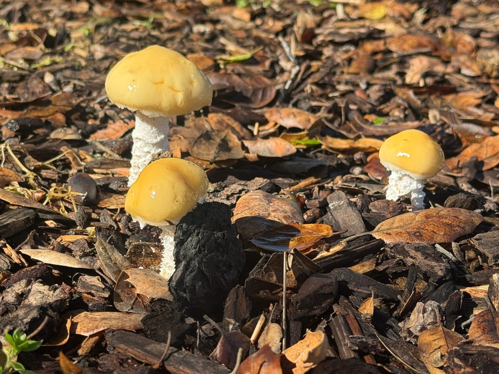Stropharia ambigua · February 2026 · photo: © djlilelle (iNaturalist, cc0)