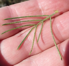 Psoralea speciosa