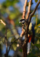 Platycercus venustus