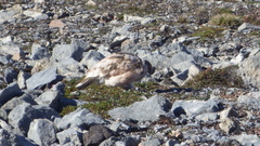 Lagopus muta hyperborea