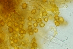 Tomentella bryophila