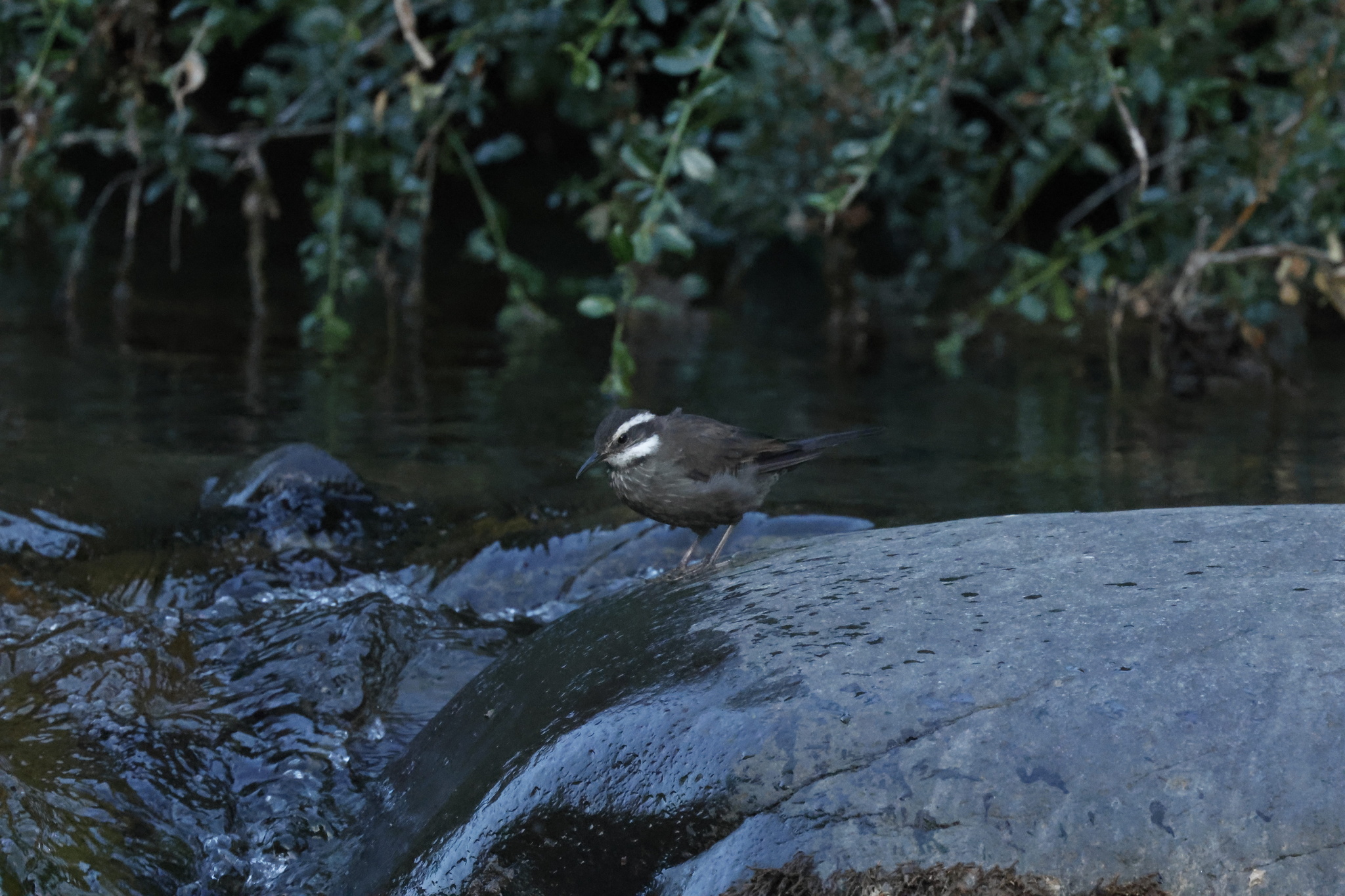Dark-bellied Cinclodes (Cinclodes patagonicus), photo 6