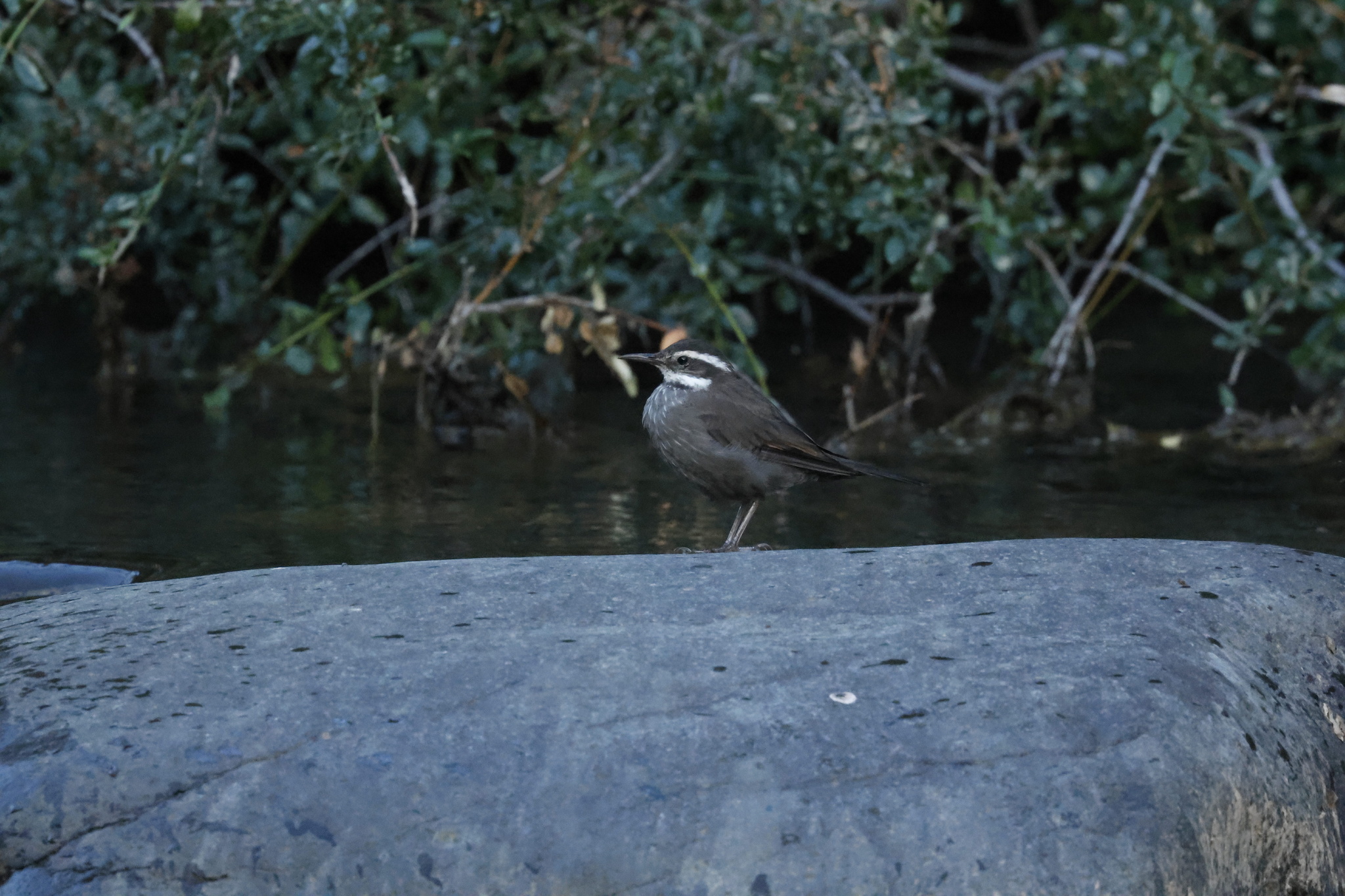 Dark-bellied Cinclodes (Cinclodes patagonicus), photo 7