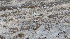 Lagopus muta hyperborea