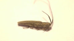Calamobius filum