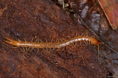 Theatops erythrocephalus