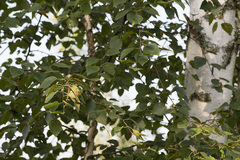 Betula × aurata