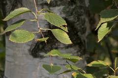 Betula × aurata