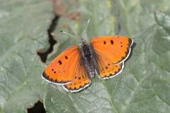 Lycaena violacea