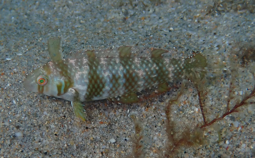 Green razorfish (Xyrichtys splendens) — Labridae — 4