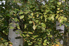 Betula × aurata