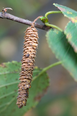 Betula × aurata
