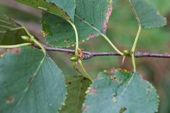Betula × aurata