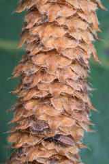 Betula × aurata