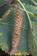 Betula × aurata