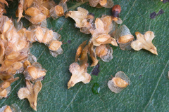 Betula × aurata