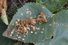 Betula × aurata