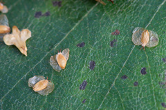 Betula × aurata