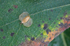 Betula × aurata