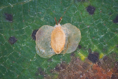 Betula × aurata