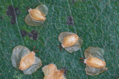 Betula × aurata