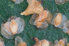 Betula × aurata
