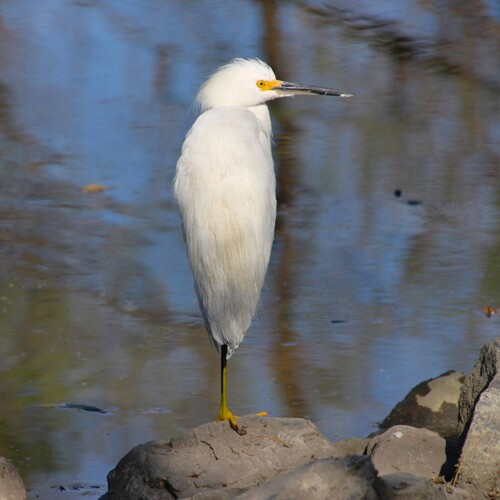 iNaturalist observation photo of Snowy Egret