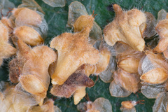 Betula × aurata