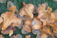 Betula × aurata