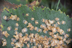 Betula × aurata