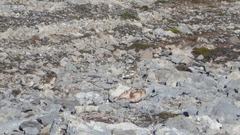 Lagopus muta hyperborea