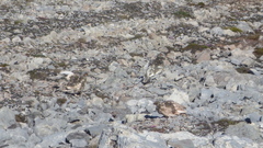 Lagopus muta hyperborea