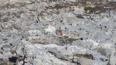 Lagopus muta hyperborea