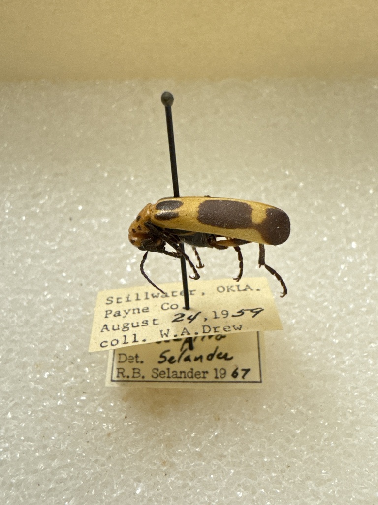 Pyrota Lineata Pyrota from Stillwater, OK, US on August 24, 1959 at 06:31 PM by ...