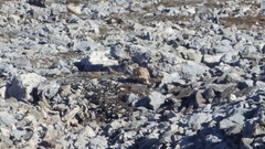 Lagopus muta hyperborea