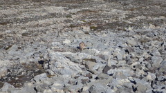 Lagopus muta hyperborea