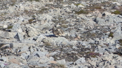 Lagopus muta hyperborea