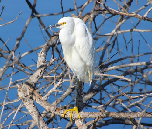 iNaturalist observation photo of Snowy Egret